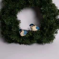 Bristle Blue Jay