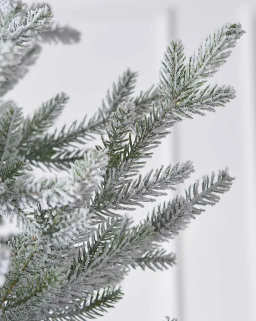 6Ft Snowy Norway Spruce Tree
