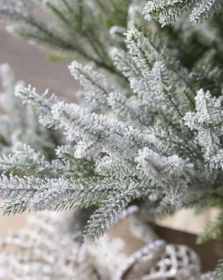 6Ft Snowy Norway Spruce Tree