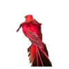 8In Red Longtail Bird
